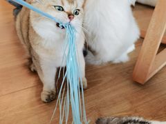 -有喵·猫咖·狗咖·30几只猫10只小狗(岗厦店)