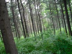 -五营红松林海景区