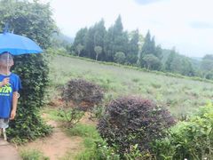 -中国香山·寿香谷