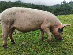 -硗碛藏寨·神木垒景区