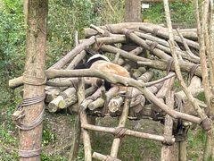 -都江堰中华大熊猫苑