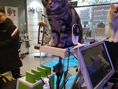 -平行世界·猫咖(首经贸店)