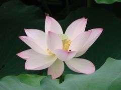 荷花飘香-烟桥古村