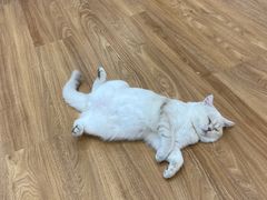 -COLOR PETS 撸猫馆·购猫·猫咖(长风大悦城店)