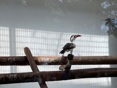 -北京动物园熊猫馆