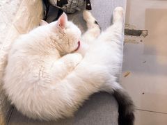 -平行世界·猫咖(首经贸店)