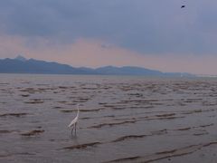 -深圳湾公园(南山区)