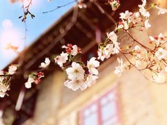 -武汉大学-樱园