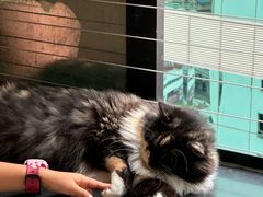 -楼上猫咖(罗湖店)