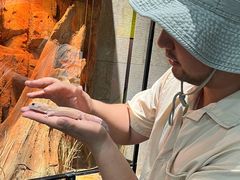 -帕帕拉兹宠物(亚洲旗舰店)