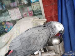 -大叔家福鼎小吃(十全街店)