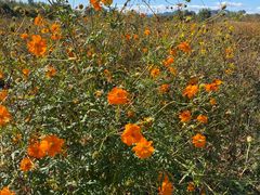 -北京东方普罗旺斯薰衣草庄园