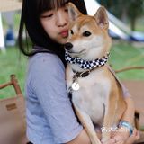 懒人最佳露营地，狗狗的绝佳乐园