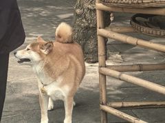 -青城甲(青城山店)