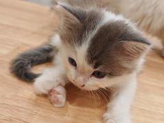 -楼上猫咖(罗湖店)