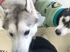 -怪兽屋·羊驼·猫咖·狗咖(俊华广场店)