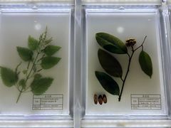 -广东中医药博物馆