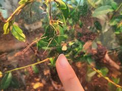 -上海昆虫博物馆