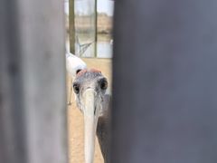 -盐城丹顶鹤湿地生态旅游区