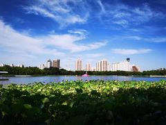 -莲花池公园