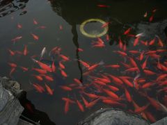 -合肥滨湖国家森林公园