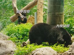 -红山森林动物园