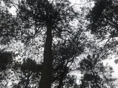 -铁山坪森林公园