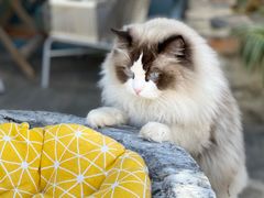 -喵屿·大理花园猫咖