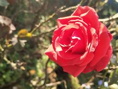 -三圣花乡旅游区