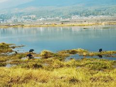 -腾冲北海湿地