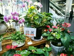 -豆豆花艺(新光天地店)