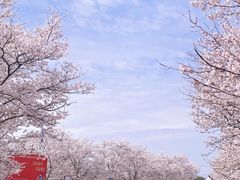 -天王浮山樱花园