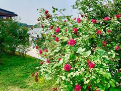 景点-鹅湖玫瑰文化园