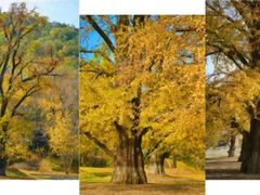 -千年银杏谷文化旅游区