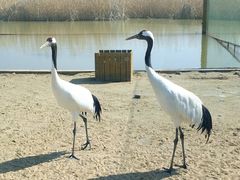 -盐城丹顶鹤湿地生态旅游区