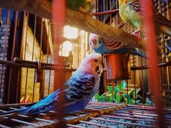 -鱼桥巷·美学川菜