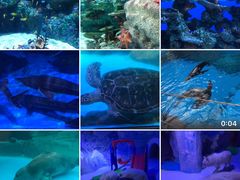-海合安成都极地海洋公园
