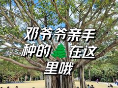 -深圳仙湖植物园