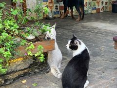 -喵屿·大理花园猫咖