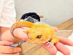 -酷以爬仙阁实体爬宠店·守宫·蜥蜴·专业繁育