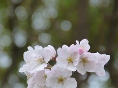 -高东镇樱花园