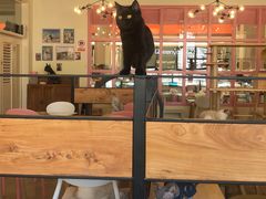 大堂-喵匠猫主题咖啡(凯德和平广场店)
