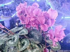 -大院河·仙鱼莊(九眼桥店)
