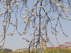 -桃花堤公园