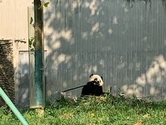 -卧龙中华大熊猫苑神树坪基地