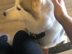 -Husky Go! 哈士奇体验馆·宠物咖啡厅狗咖