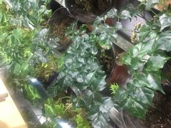 -龙大花卉苗木市场