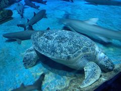 -芜湖新华联大白鲸海洋公园