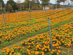 -天适樱花悠乐园