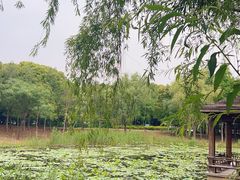 -同里国家湿地公园